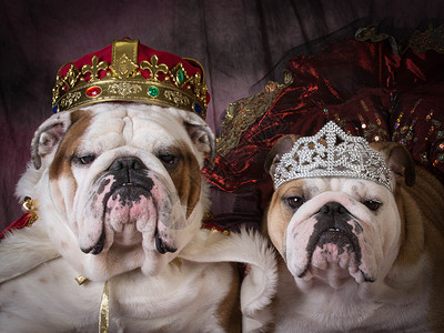 皇室夫妇皇冠国王宠物女性富豪人性化斗牛犬英语恋人男性背景