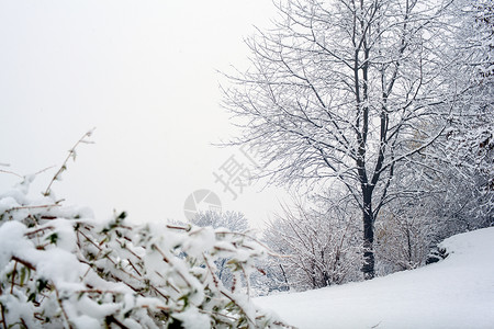 森林中的雪季节雪花风景天气新年树木降雪背景图片