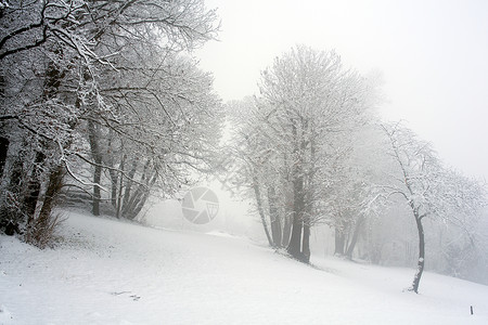 森林中的雪树木季节天气新年雪花风景降雪背景图片