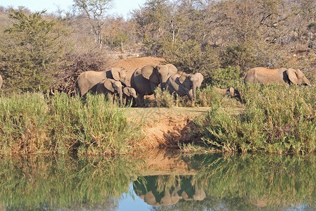 非洲大象放牧业背景图片