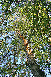 树天空叶子树干蓝色绿色背景图片