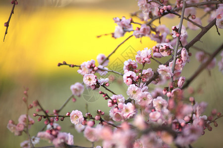 美丽的梅花花白色近畿黄色植物梅花粉色背景图片