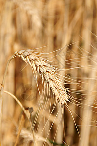小热近身小麦谷物场地耳朵种子收成植物背景图片