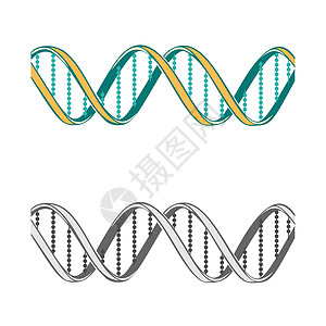 白色dna白色背景上两个DNA符号的一组边界技术科学青色分子螺旋结构染色体插图医疗插画