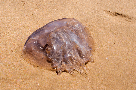 锐步Reebok海滩的Jellyfish鱼群背景