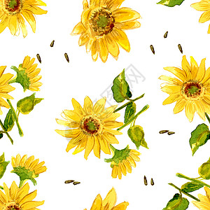 黄向日葵的构成草图农业花园圆圈植物花瓣园艺植物群种子绘画背景图片