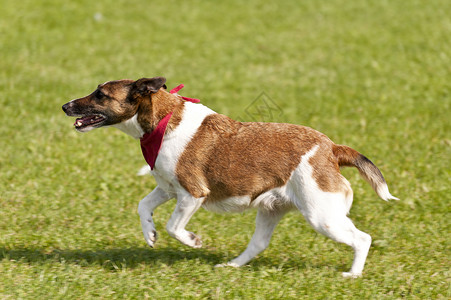 狗种族品种运动赛车活力赛狗配种竞争动物愤怒宠物背景图片