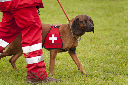 营救犬中队训练地震赈灾帮助救命稻草宠物人员庇护所野生动物小狗背景图片