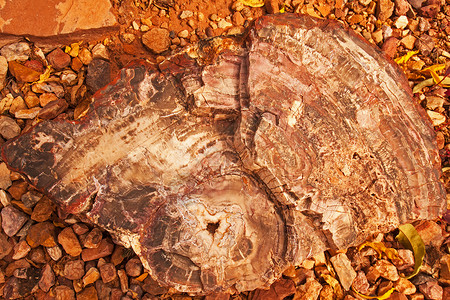 石化木化石红色珠宝水晶石化白色橙子矿物岩石宏观高清图片