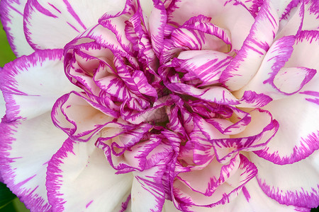 白的 紫的康乃馨背景图片