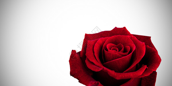 玫瑰复合图像计算机灰色插图绘图白色红色背景图片