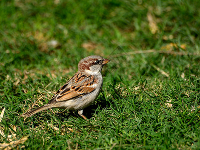草地上的小棕色鸟阳光绿色白色背景图片