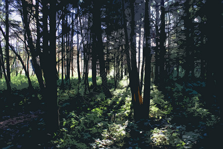 在森林中的树木中照耀阳光的遮盖林地森林木头光束农村背景图片