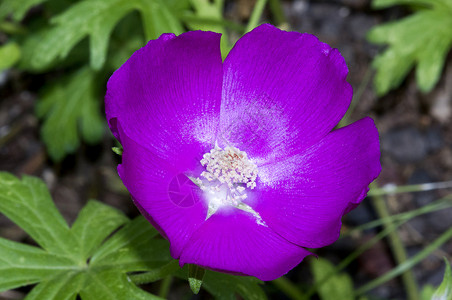 紫花花阳光宏观红色日出白色植物背景图片