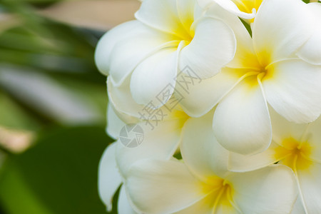 鸡蛋花气候白色热带风景花卉水平背景图片