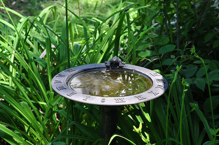 鸟洗澡叶子植物花园绿色植物背景图片