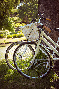 自行车靠在公园的树上背景图片