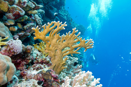 热带海底水中带火的珊瑚的珊瑚礁盐水潜水员蓝色野生动物海洋生物阳光气泡潜水浮潜海上生活背景图片