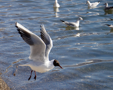 奥赫里德野生海鸥支撑荒野天空自由脊椎动物飞行环境生物翅膀羽毛背景