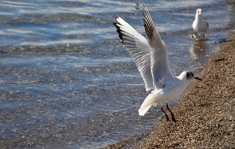 奥赫里德野生海鸥支撑荒野翅膀海滩生物野生动物脊椎动物海洋天空环境背景
