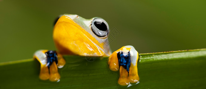 青蛙在叶子上 背景多彩蹼状宠物橙子动物群捕食者动物热带两栖野生动物绿色背景