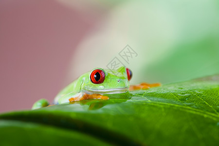 红眼树蛙红眼树青蛙在多彩背景的叶子上绿色动物两栖丛林宏观热带宠物窗帘情调隐藏背景