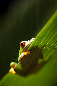 青蛙在丛林中 背景丰富多彩树蛙宠物绿色红色叶子水仙花好奇心两栖动物热带背景图片