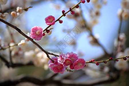 普拉姆花花旅游胜地梅花蓝天高清图片