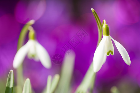 春天下雪时开花植物紫色雌蕊萼片进取心季节性植被耐力花瓣投标背景图片