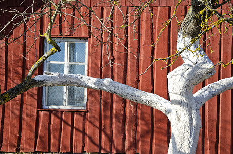春季白苹果树树干和农户房墙背景图片