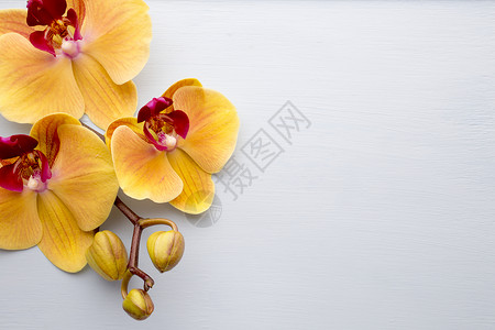 黄兰花粉色花瓣对象温泉场景热带花朵兰花植物黄色背景图片