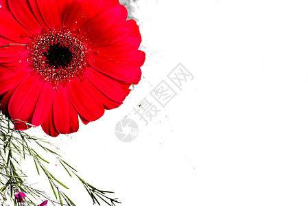白色的红花背景图片