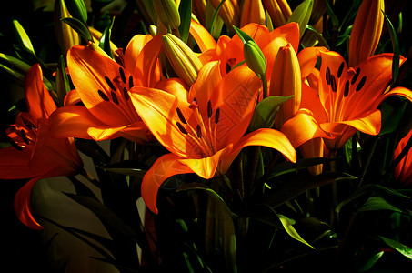 橙丽绿色花束花瓣花园叶子花卉家族橙子球根植物背景图片