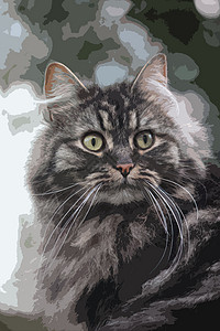 黑白色的猫可爱的长长长长长头发棕褐色黑小猫咪长长白色虎斑头发棕色晶须森林眼睛背景小猫猫咪插画