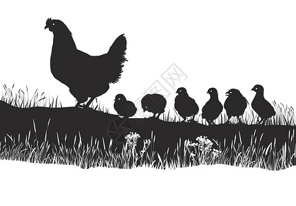 散养母鸡母鸡和春草地上的小鸡插画