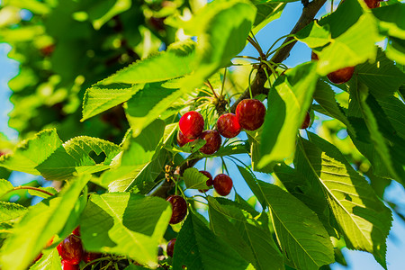樱桃树绿色水果树叶红色背景图片