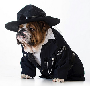 警察 警官眼睛斗牛犬首席宠物英语犬类戏服帽子人性化耳朵背景图片