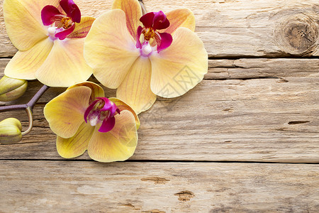 黄兰花花瓣对象热带兰花黄色场景温泉花朵植物粉色背景图片