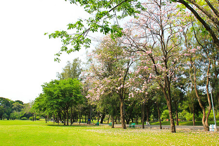 粉色城市绿色城市公园季节课程邻里叶子天空木头美丽森林城市草地背景