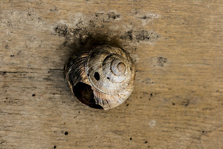 折断螺壳贝壳软体食物时间野生动物粘液木头工作室宏观害虫动物背景图片