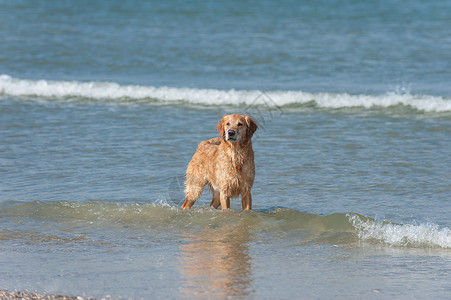 梅特基黄金在瓦塞勒狼疮暴发户儿子海洋猎犬背景