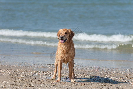 黄金再开采 Am Strand猎犬狼疮海洋儿子暴发户背景