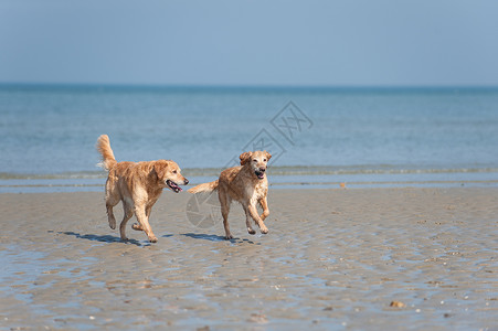 暴发户金毛猎犬 R��de und H�背景