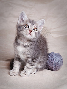 灰色虎斑猫可爱的猫科动物高清图片