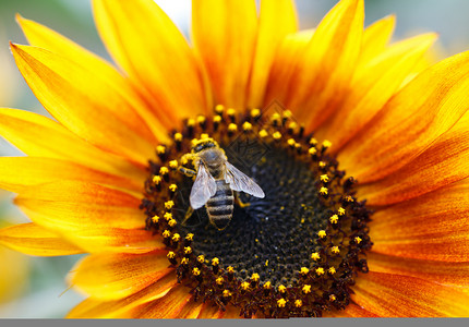 与蜜蜂向向日葵植物棕色昆虫花蜜工蜂花瓣宏观太阳农业黄色背景图片