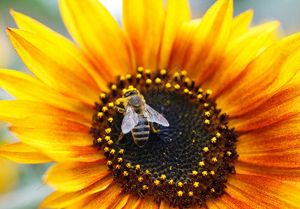 与蜜蜂向向日葵花瓣橙子农业宏观蜂蜜花粉工蜂黄色太阳棕色背景图片