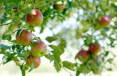 果园中的苹果树叶叶子收成绿色红色季节黄色水果背景图片