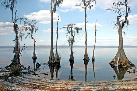 湖苔藓天空海滩树木池塘背景图片