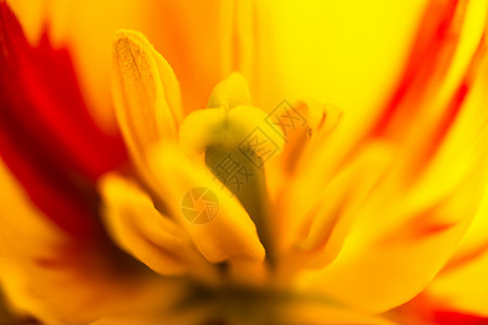 紧紧的黄色郁金香花花坛花瓣草药园艺场地花粉国家植物球状乡村背景图片