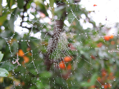 果树素材网湿蜘蛛网钻石蛛网陷阱蜘蛛水晶水滴宏观飞沫细绳女士背景